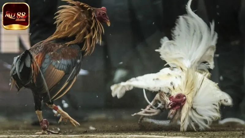 Chia sẻ kinh nghiệm cược gà đá cựa sắt hiệu quả