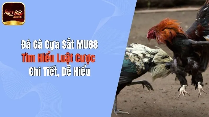 Đá Gà Cựa Sắt MU88: Tìm Hiểu Luật Cược Chi Tiết, Dễ Hiểu