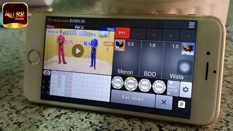 Hướng dẫn chơi đá gà tre MU88 cho tân binh