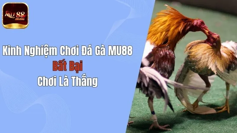 Kinh Nghiệm Chơi Đá Gà MU88 Bất Bại, Chơi Là Thắng