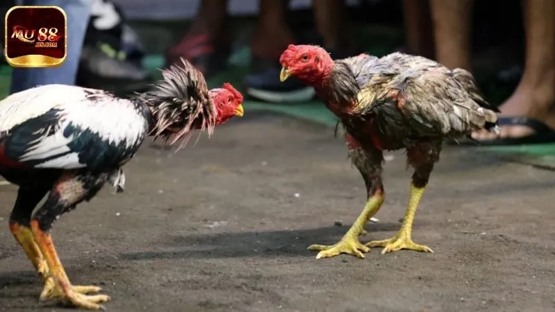 Nắm rõ luật- Kinh nghiệm chơi đá gà MU88